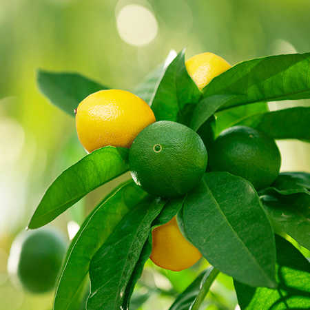 Lemon Therapeutic Grade Essential Oil